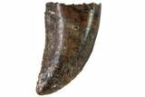 Small Theropod Tooth (Raptor) - Montana #87935-1